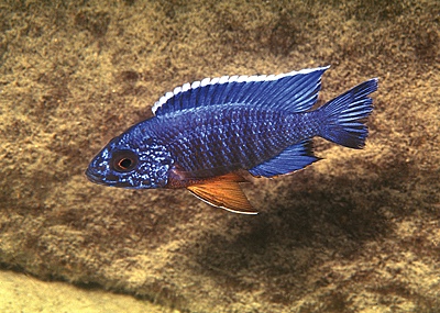 Aulonocara stuartgranti 'Cobwe'